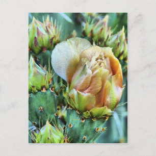Cactus Flower Briefkaart