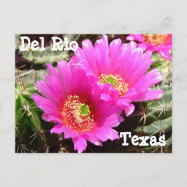 Cactus flower Del Rio Texas Briefkaart