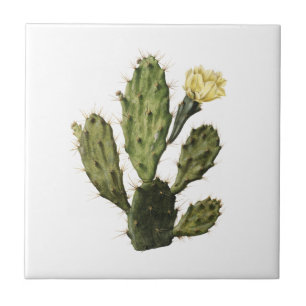 Cactus Flower  Drawing Ceramic Tegel Tegeltje
