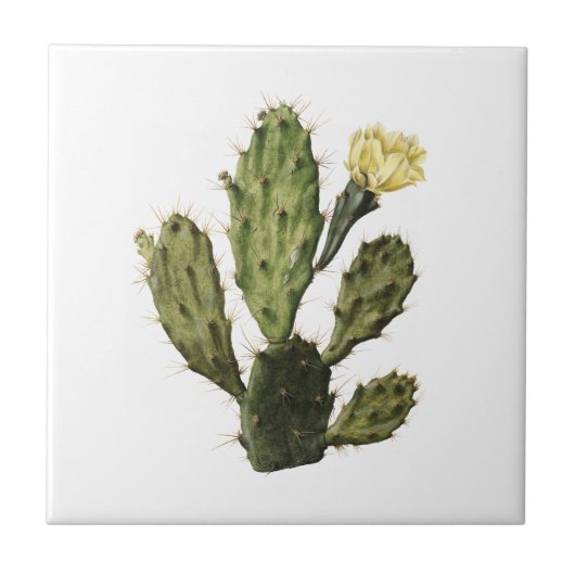 Cactus Flower  Drawing Ceramic Tegel Tegeltje (Voorkant)