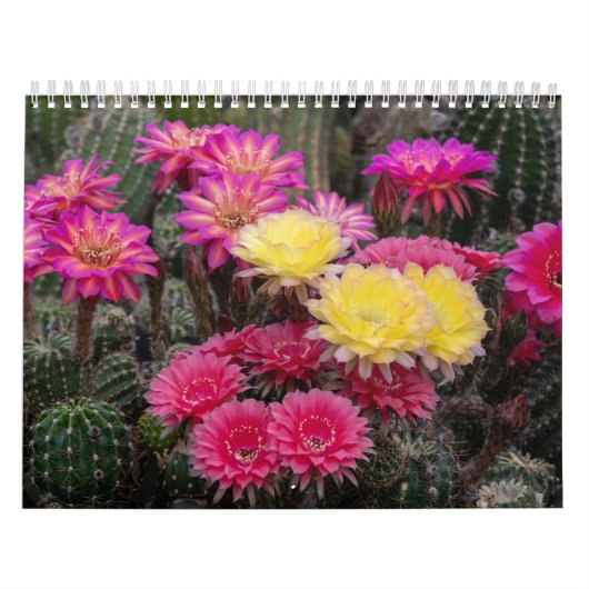 Cactus Flower Paint Kalender (Hoes)