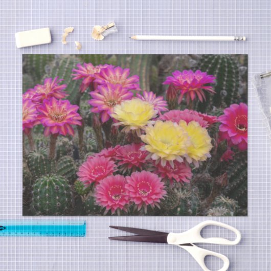 Cactus Flower Paint Tissuepapier (Craft)