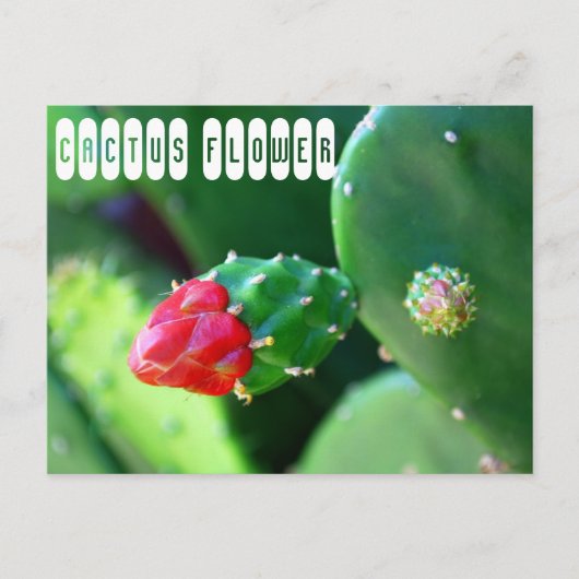 Cactus Flower Plant Briefkaart (Voorkant)