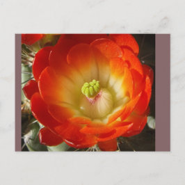 Cactus Flower Postcard Briefkaart