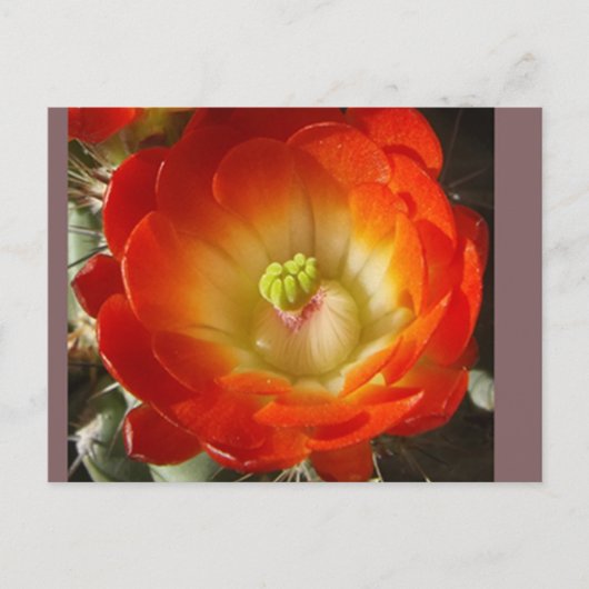 Cactus Flower Postcard Briefkaart (Voorkant)