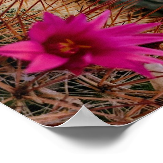 Cactus Flower Poster (Hoek)