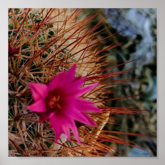 Cactus Flower Poster (Voorkant)