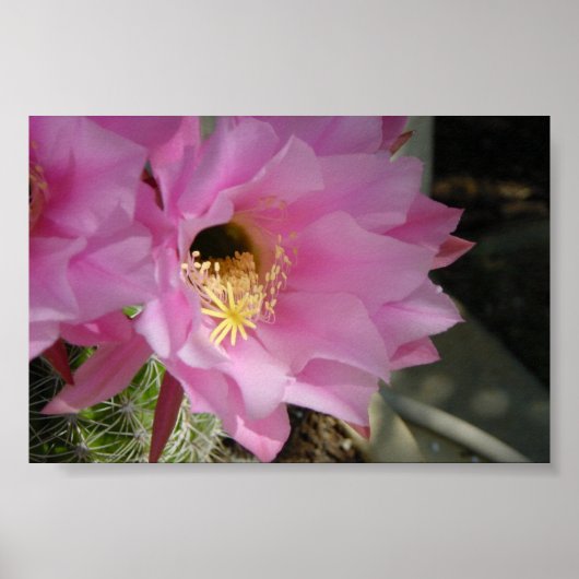 Cactus flower poster (Voorkant)