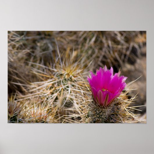 Cactus Flower Poster (Voorkant)