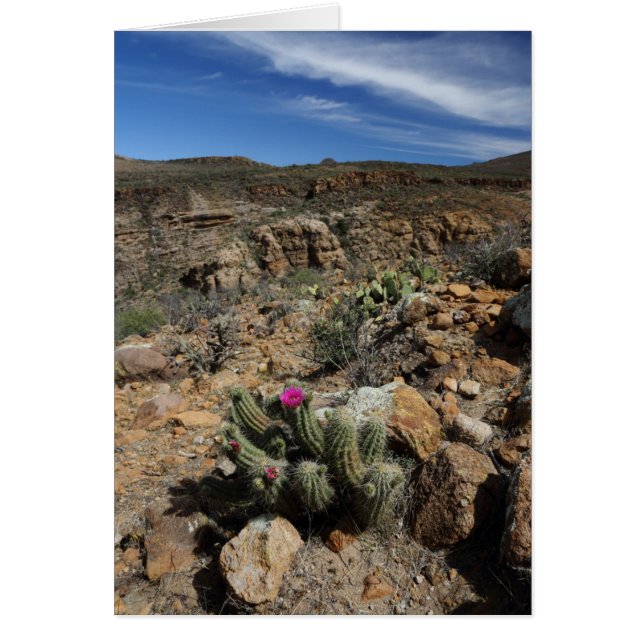 Cactus Flowering (Voorkant)