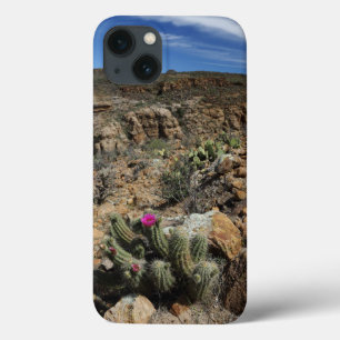 Cactus Flowering iPhone 13 Hoesje