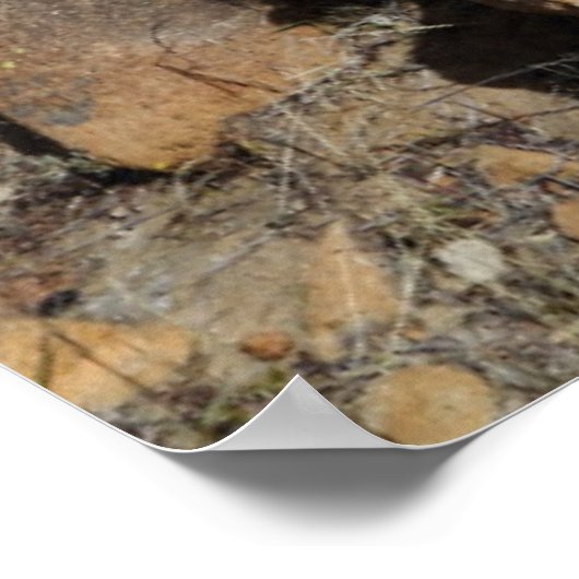 Cactus Flowering Poster (Hoek)