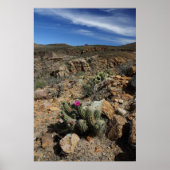 Cactus Flowering Poster (Voorkant)