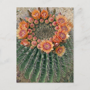 Cactus Flowers 002d Briefkaart
