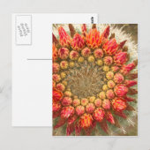 Cactus Flowers 016a Briefkaart (Voorkant / Achterkant)