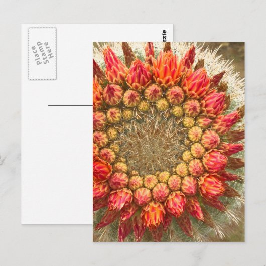 Cactus Flowers 016a Briefkaart (Voorkant / Achterkant)