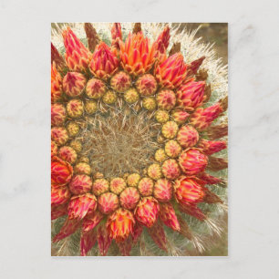 Cactus Flowers 016a Briefkaart