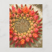 Cactus Flowers 016a Briefkaart (Voorkant)