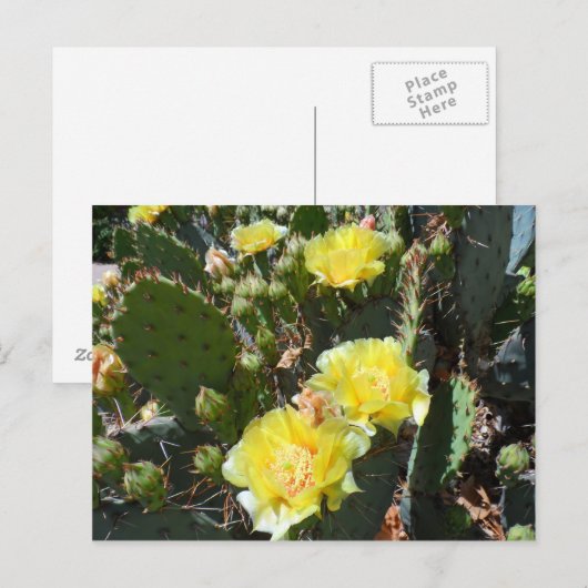 Cactus Flowers Briefkaart (Voorkant / Achterkant)