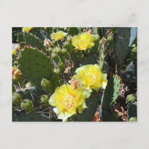 Cactus Flowers Briefkaart