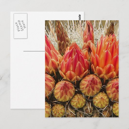 Cactus Flowers Briefkaart (Voorkant / Achterkant)