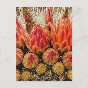 Cactus Flowers Briefkaart