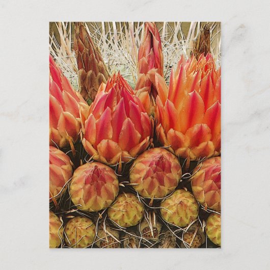 Cactus Flowers Briefkaart (Voorkant)