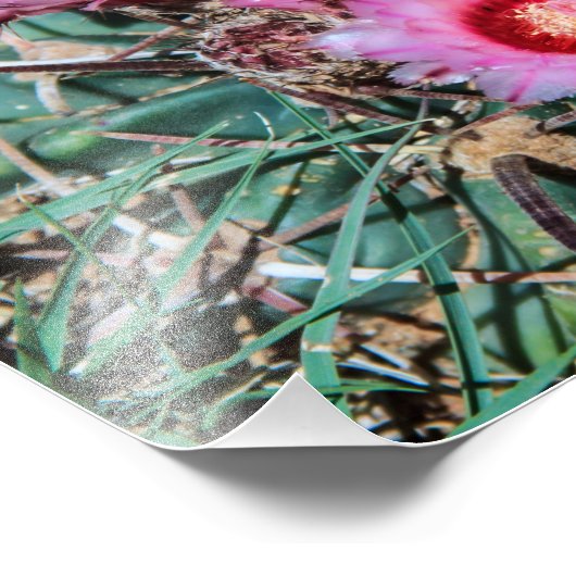 Cactus Flowers Foto Afdruk (Hoek)