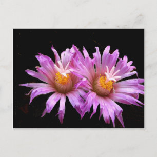 Cactus Flowers op Briefkaart