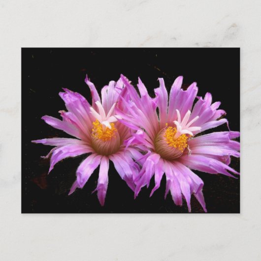 Cactus Flowers op Briefkaart (Voorkant)