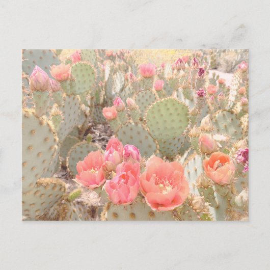 Cactus Flowers Pink Blooms Sunset Briefkaart (Voorkant)