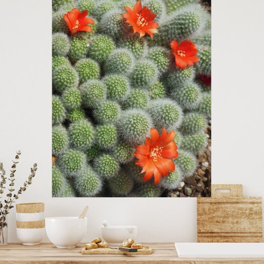 Cactus Flowers Poster (Keuken)