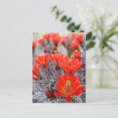 Cactus Flowers Red Blooms Claret Cups Briefkaart (Staand voorkant)