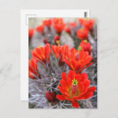 Cactus Flowers Red Blooms Claret Cups Briefkaart (Voorkant / Achterkant)