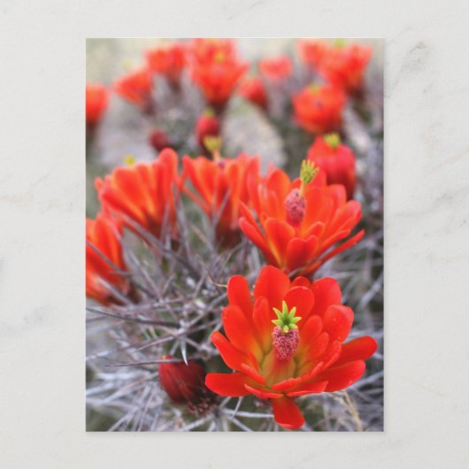 Cactus Flowers Red Blooms Claret Cups Briefkaart (Voorkant)