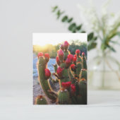 Cactus Flowers Red Blooms Sunset Briefkaart (Staand voorkant)