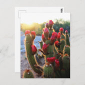 Cactus Flowers Red Blooms Sunset Briefkaart (Voorkant / Achterkant)