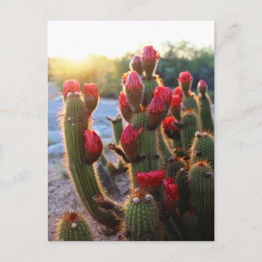 Cactus Flowers Red Blooms Sunset Briefkaart (Voorkant)