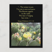 Cactus Flowers Song of Solomon Briefkaart (Voorkant)