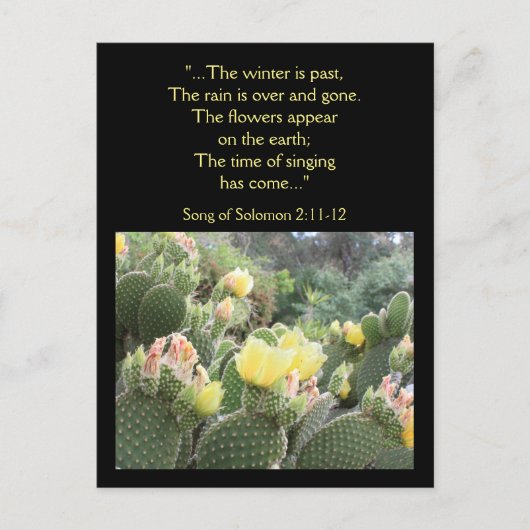 Cactus Flowers Song of Solomon Briefkaart (Voorkant)