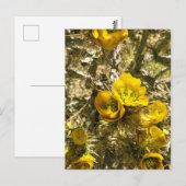 Cactus Flowers Yellow Cholla Blooms Briefkaart (Voorkant / Achterkant)