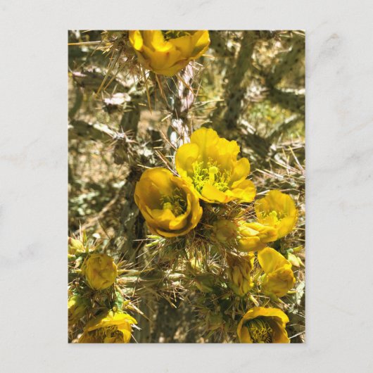 Cactus Flowers Yellow Cholla Blooms Briefkaart (Voorkant)