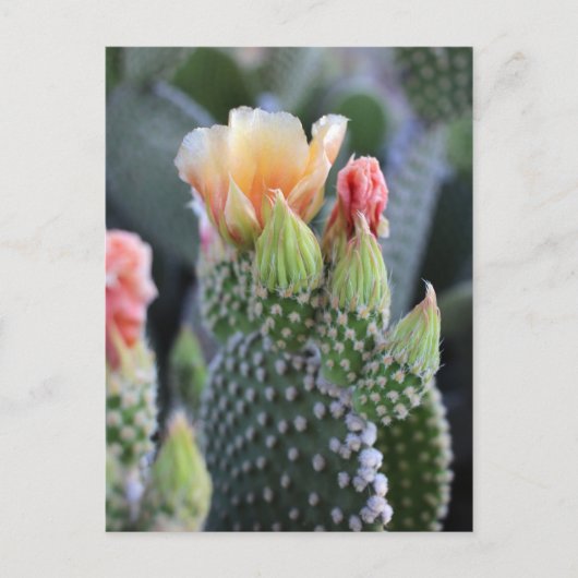 Cactus Flowers Yellow Pink Blooms Briefkaart (Voorkant)