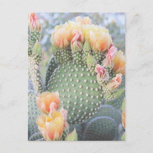 Cactus Flowers Yellow Pink Blooms Briefkaart (Voorkant)
