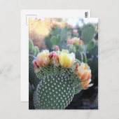 Cactus Flowers Yellow Pink Oranje Blooms Briefkaart (Voorkant / Achterkant)