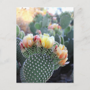 Cactus Flowers Yellow Pink Oranje Blooms Briefkaart