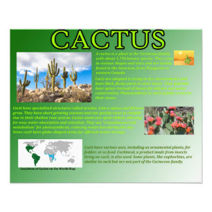 Cactus Foto Afdruk