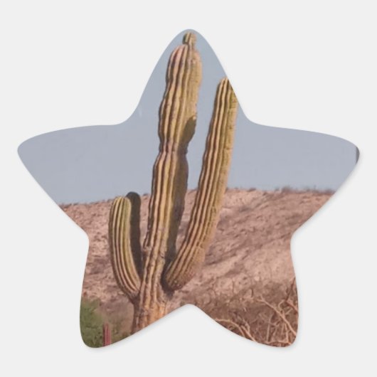 Cactus foto Sticker (Voorkant)