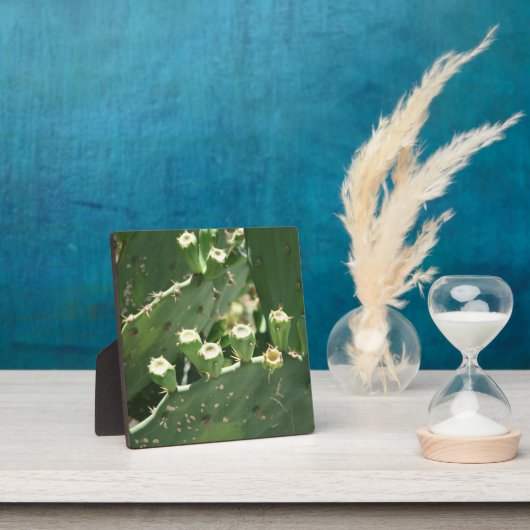 Cactus Fotoplaat (Insitu)