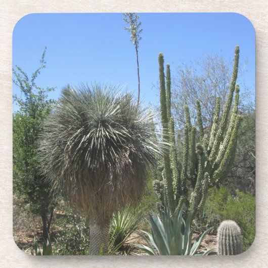 Cactus Garden Bier Onderzetter (Voorkant)